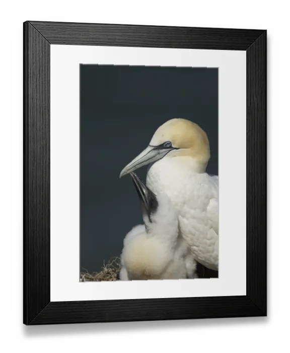 Framed Print : Northern gannet (Morus bassanus) Framed Print : Northern gannet (Morus bassanus)