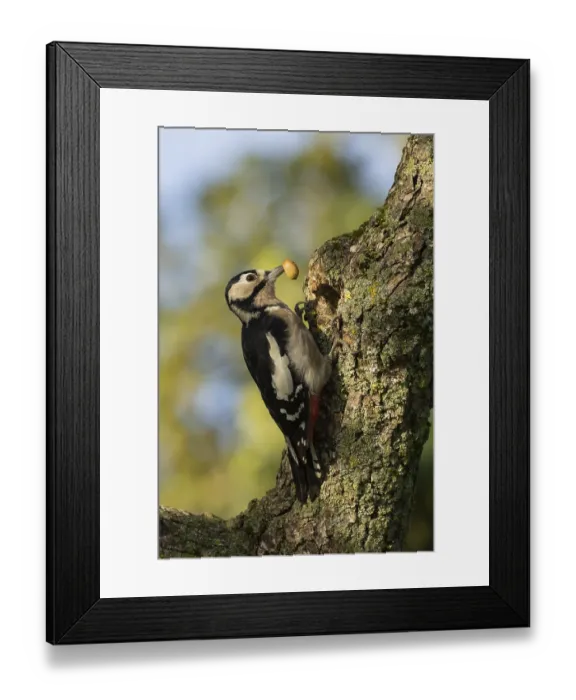 Framed Print : Great spotted woodpecker (Dendrocopos major) adult bird with an acorn for food on a tree branch Framed Print : Great spotted woodpecker (Dendrocopos major) adult bird with an acorn for food on a tree branch