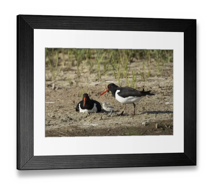 Framed Print : Eurasian oystercatcher (Haematopus ostralegus)