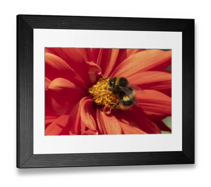 Framed Print : Buff tailed bumble bee (Bombus terrestris) adult insect feeding on garden Dahlia flower in the summer