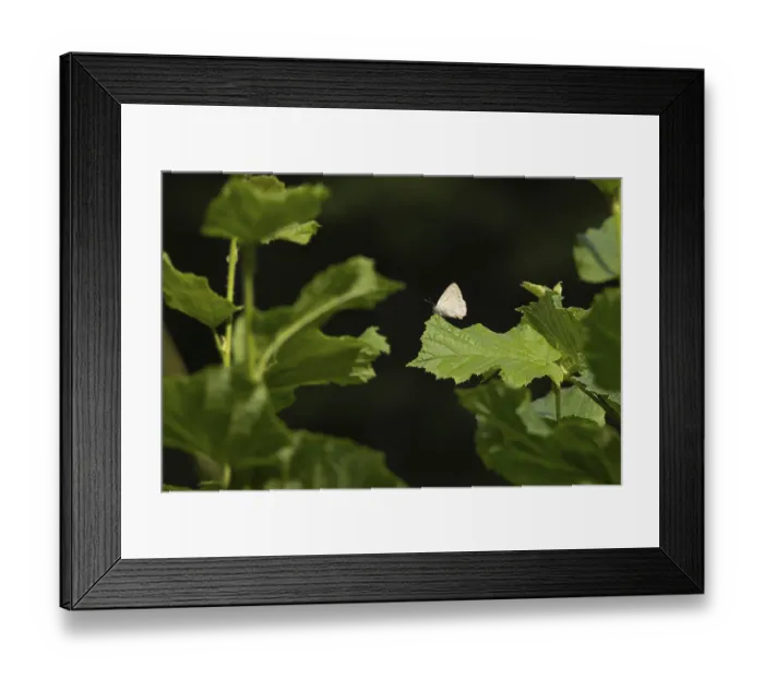 Framed Print : Purple hairstreak butterfly (Favonius quercus) adult insect on a Hazel tree leaf in a woodland in the summer