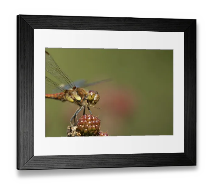 Framed Print : Common darter dragonfly (Sympetrum striolatum) adult insect resting on blackberries fruit in the summer Framed Print : Common darter dragonfly (Sympetrum striolatum) adult insect resting on blackberries fruit in the summer
