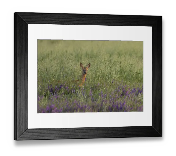 Framed Print : Roe deer (Capreolus capreolus) adult animal female doe in a farmland cereal field with purple vetch flowers in summer Framed Print : Roe deer (Capreolus capreolus) adult animal female doe in a farmland cereal field with purple vetch flowers in summer