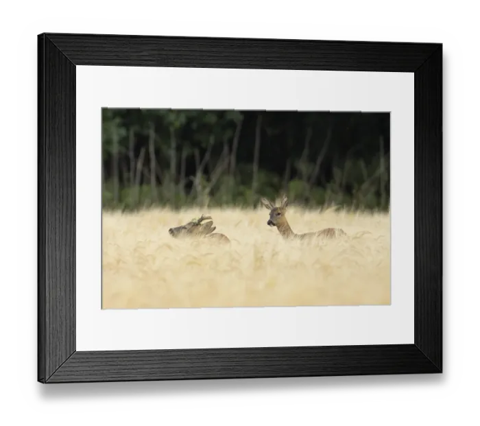 Framed Print : Roe deer (Capreolus capreolus) adult male roebuck and female doe two animals in a farmland barley field in summer