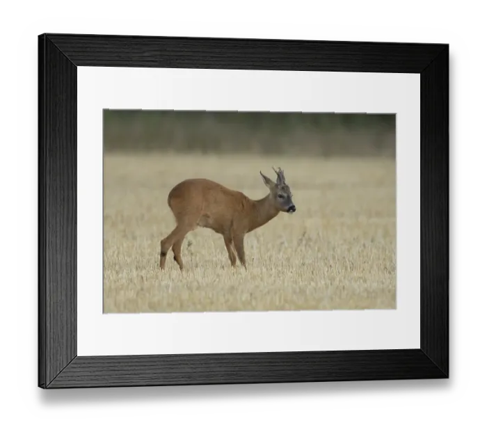 Framed Print : Roe deer (Capreolus capreolus) adult animal male roebuck in a farmland stubble field in summer