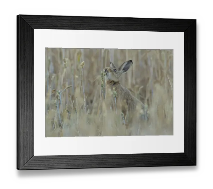 Framed Print : European brown hare (Lepus europaeus) adult animal feeding on a wheat sheath in a farmland field in summer Framed Print : European brown hare (Lepus europaeus) adult animal feeding on a wheat sheath in a farmland field in summer
