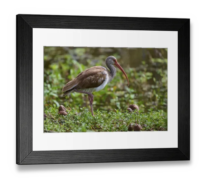 Framed Print : A bird with a long beak stands in a green Framed Print : A bird with a long beak stands in a green