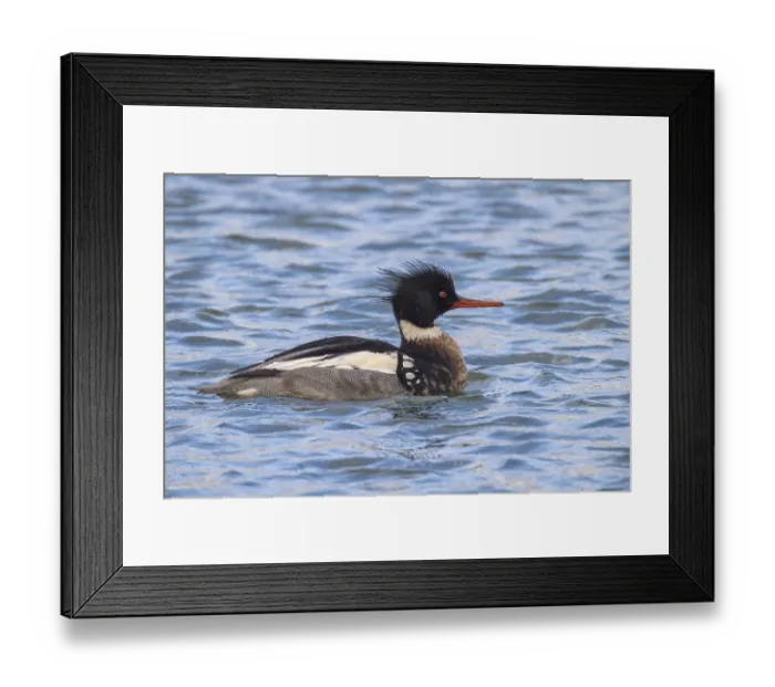 Framed Print : Mid-saw, Mergus serrator
