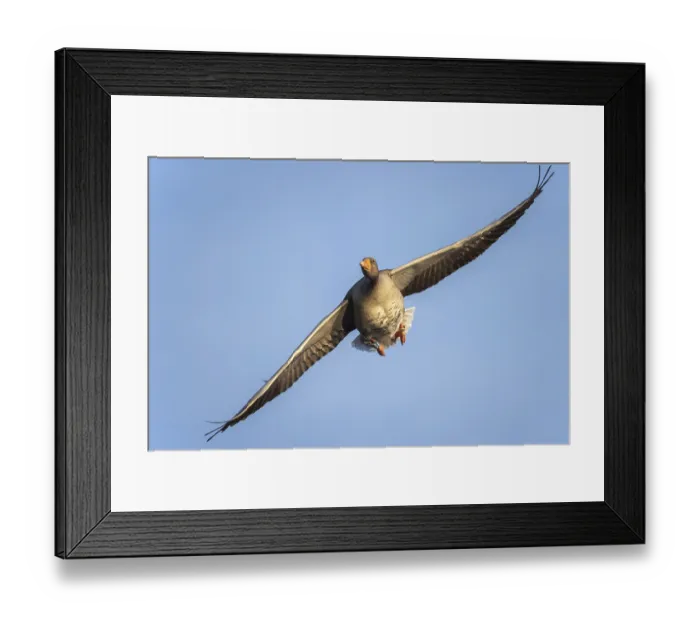 Framed Print : Grey goose, anser anser, aerial view