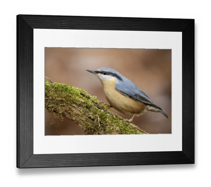 Framed Print : Nuthatch, Sitta europaea, sitting on branch Framed Print : Nuthatch, Sitta europaea, sitting on branch