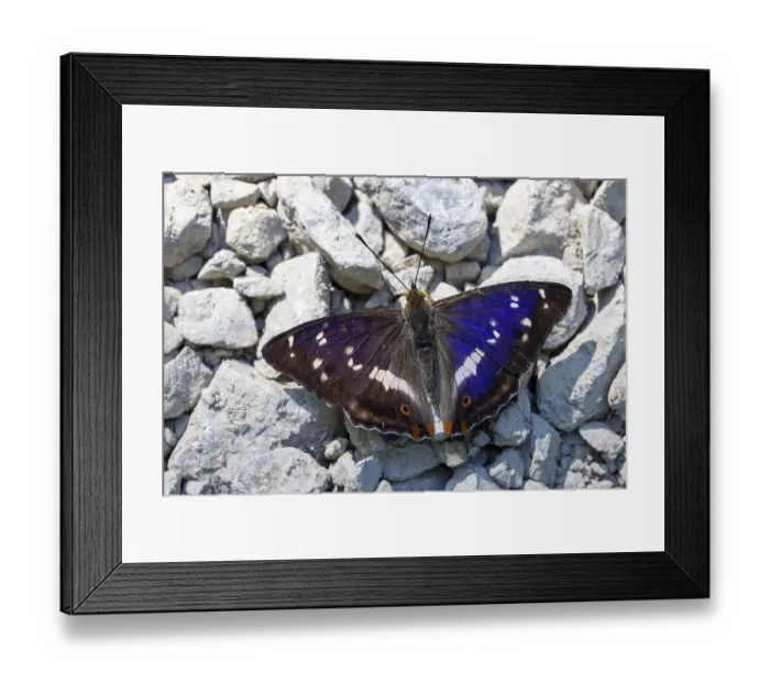 Framed Print : Large Schiller butterfly, Apatura iris Framed Print : Large Schiller butterfly, Apatura iris