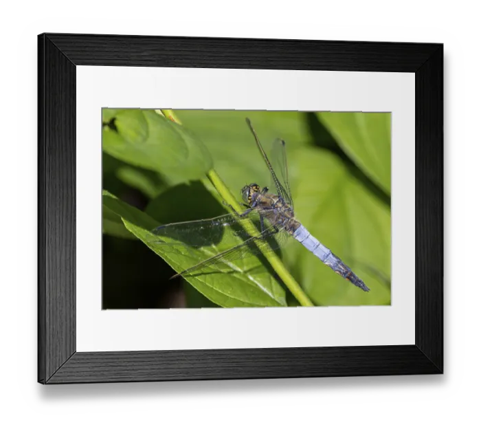 Framed Print : Big blue arrow, Orthetrum cancellatum, male Framed Print : Big blue arrow, Orthetrum cancellatum, male
