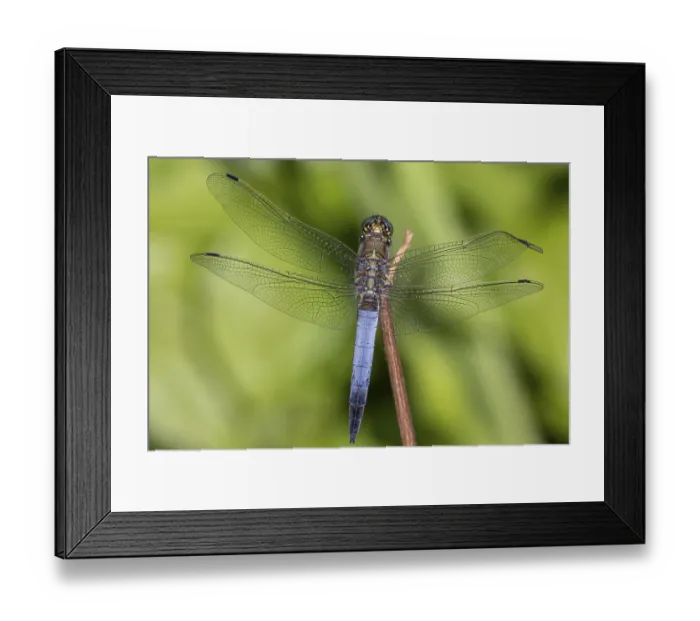 Framed Print : Big blue arrow, Orthetrum cancellatum, male