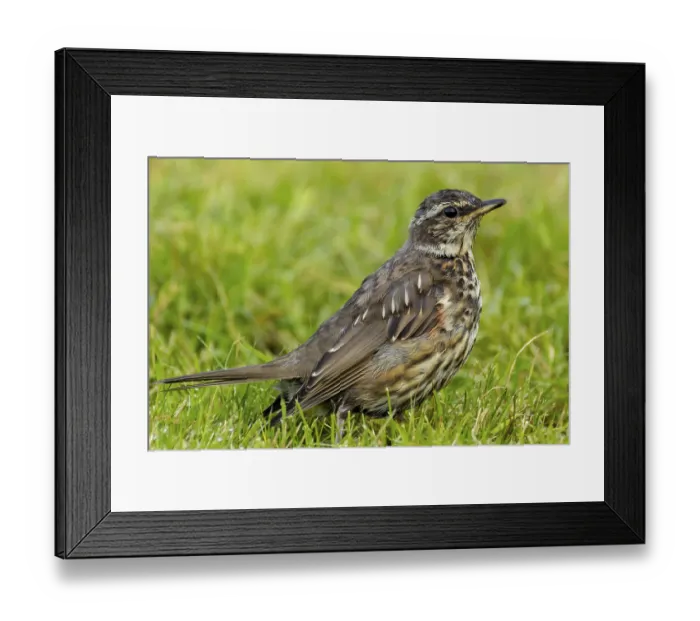 Framed Print : Redthrush, Turdus iliacus Framed Print : Redthrush, Turdus iliacus