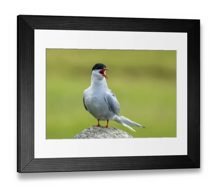 Framed Print : Arctic tern, Sterna paradisaea Framed Print : Arctic tern, Sterna paradisaea