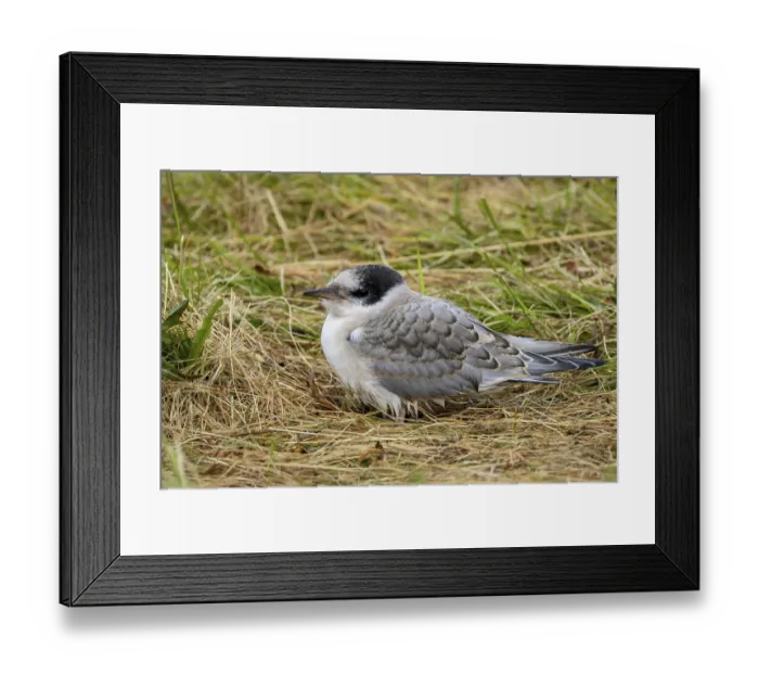 Framed Print : Arctic tern, Sterna paradisaea, young bird Framed Print : Arctic tern, Sterna paradisaea, young bird