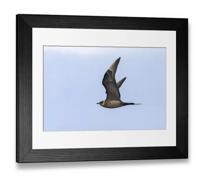 Framed Print : Parasite predator gull, Stercorarius parasiticus Framed Print : Parasite predator gull, Stercorarius parasiticus