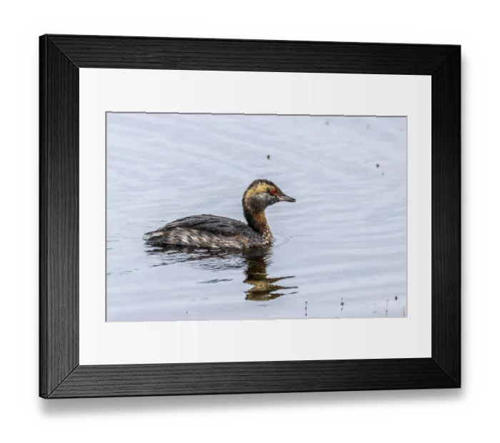 Framed Print : Ear diver, Podiceps auritus