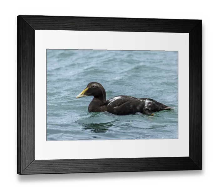 Framed Print : Eider duck, Somateria mollissima Framed Print : Eider duck, Somateria mollissima