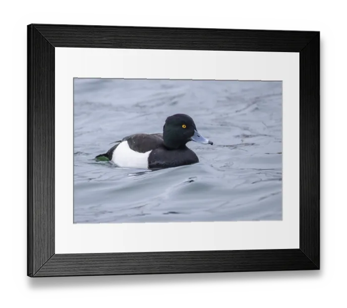 Framed Print : Heron duck, Aythya fuligula Framed Print : Heron duck, Aythya fuligula