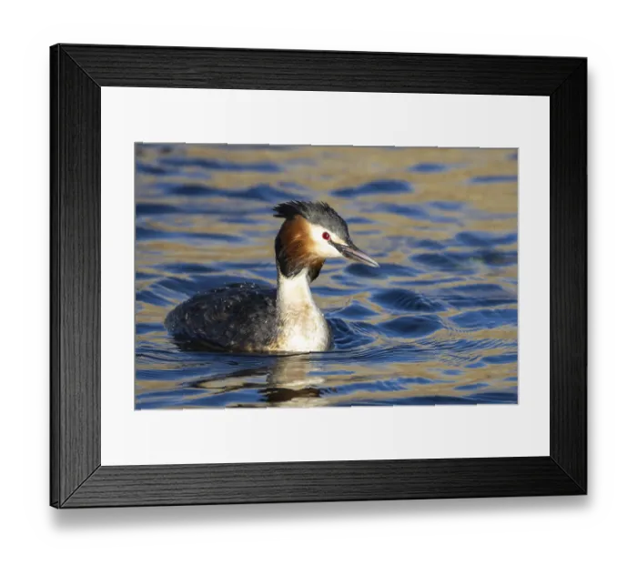 Framed Print : Grebe, Podiceps cristatus