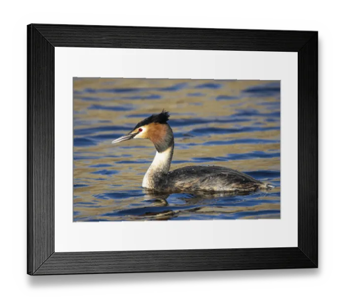 Framed Print : Grebe, Podiceps cristatus