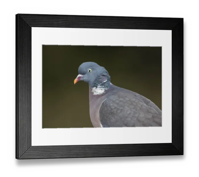 Framed Print : Portrait of a wood pigeon (Columba palumbus) with the typical white neck ring