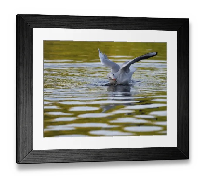 Framed Print : A black-headed gull with prey fish in its beak Framed Print : A black-headed gull with prey fish in its beak