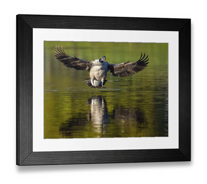 Framed Print : A Canada goose landing, Umminger See