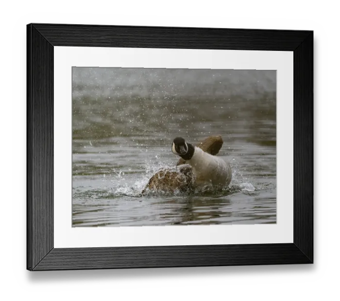 Framed Print : A Canada goose bathing, Umminger See Framed Print : A Canada goose bathing, Umminger See