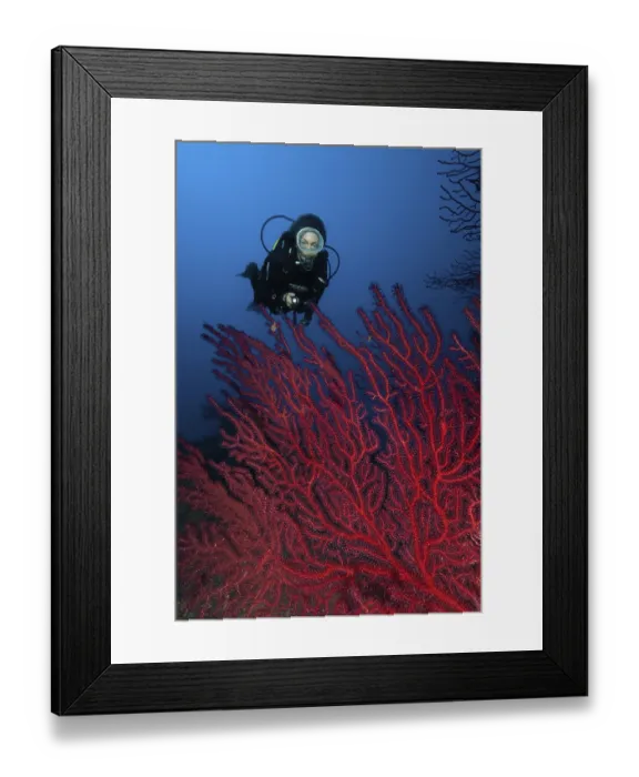 Framed Print : Diver looking at illuminated fan of Red Gorgonian (Paramuricea clavata) Mediterranean Sea fan on rocky reef
