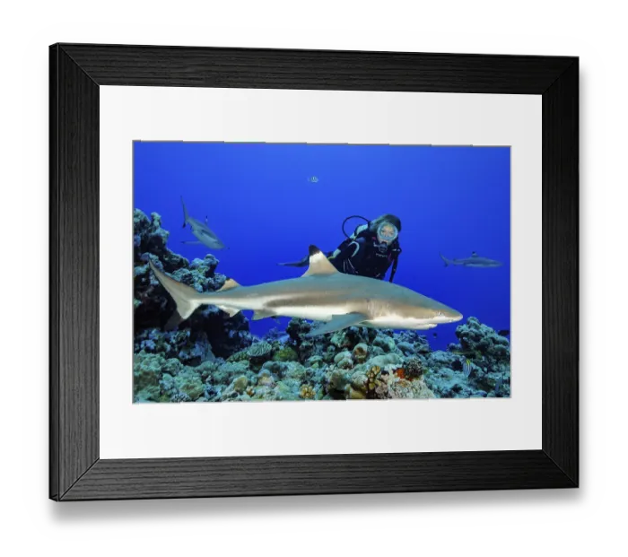 Framed Print : Diver watching blacktip reef shark (Carcharhinus melanopterus)