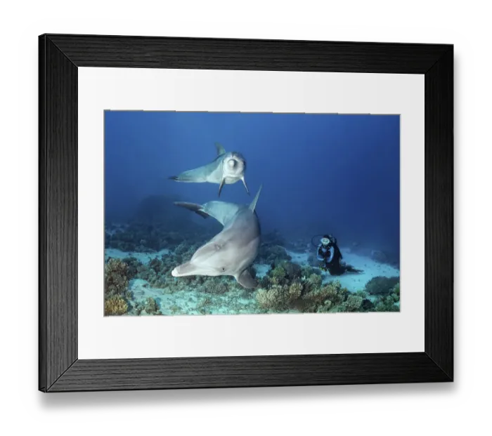 Framed Print : Diver observes two bottlenose dolphin (Tursiops truncatus)