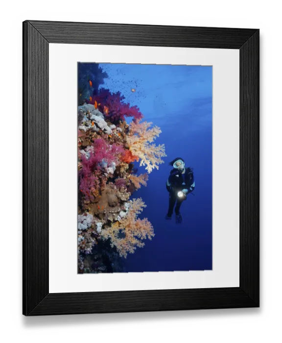 Framed Print : Diver on coral reef wall looking at multicoloured klunzinger's soft coral (Dendronephthya klunzingeri) Framed Print : Diver on coral reef wall looking at multicoloured klunzinger's soft coral (Dendronephthya klunzingeri)