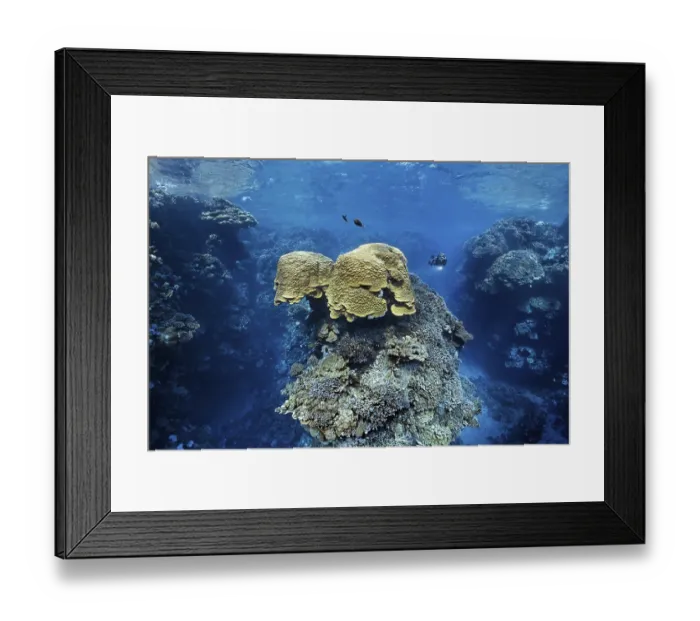 Framed Print : Diver looking at dome coral (Porites nodifera) in spectacular