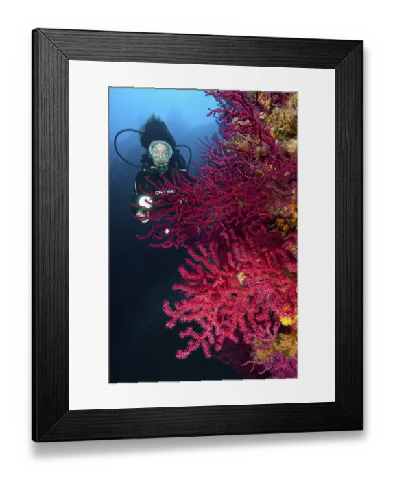 Framed Print : Diver looking at illuminated red gorgonian Framed Print : Diver looking at illuminated red gorgonian
