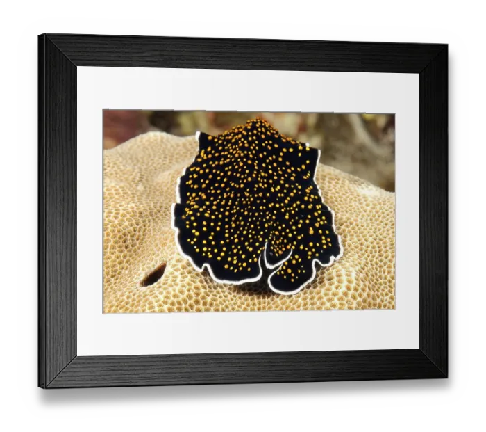 Framed Print : Frontal view of starry sky flatworm (Thysanzoon nigropapilosus) crawling on stone coral (Porites)