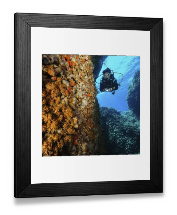 Framed Print : Diver swimming dives through underwater cave illuminates colourful sponges (Porifera) Framed Print : Diver swimming dives through underwater cave illuminates colourful sponges (Porifera)