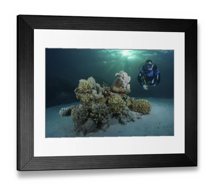 Framed Print : Diver looking at coral block, hard corals