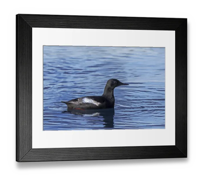 Framed Print : Black guillemot / tystie (Cepphus grylle) Framed Print : Black guillemot / tystie (Cepphus grylle)