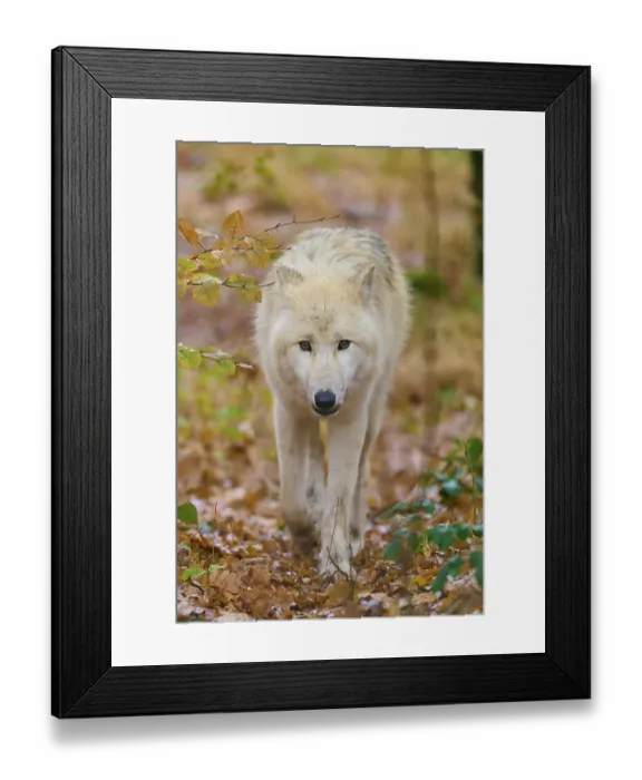 Framed Print : Wolf with intense gaze running through deciduous forest