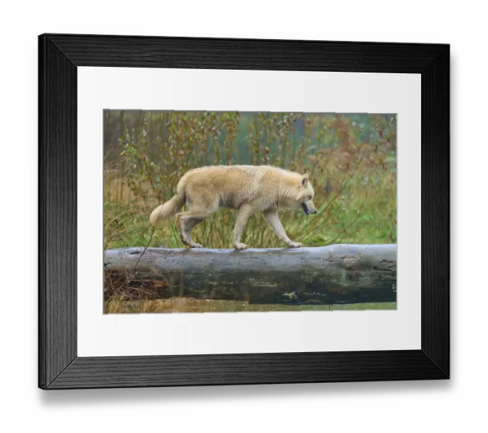 Framed Print : A wolf walks along a wet tree trunk in nature Framed Print : A wolf walks along a wet tree trunk in nature