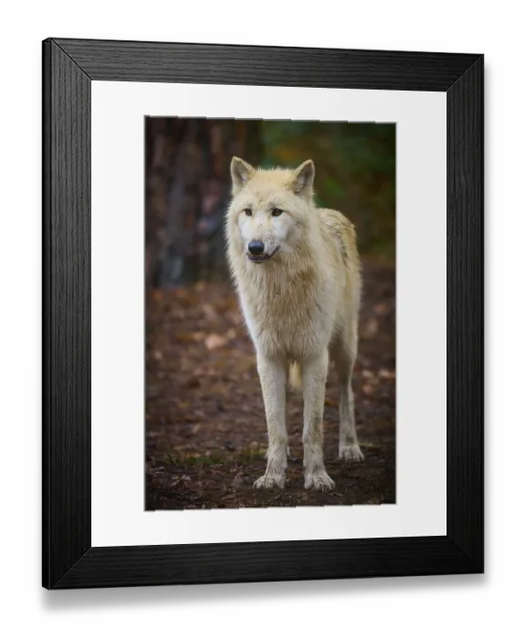 Framed Print : An attentive wolf stands on leafy ground in autumn forest