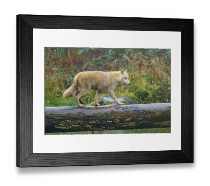 Framed Print : A wolf balancing on a wet tree trunk over water