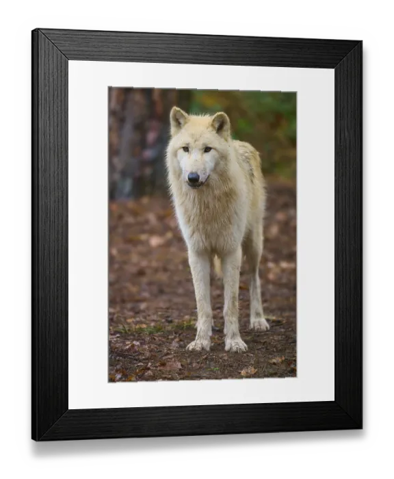 Framed Print : A wolf stands at attention in autumn forest with shining leaves