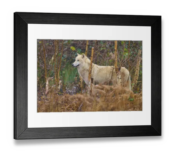 Framed Print : A wolf stands in the forest between dry undergrowth Framed Print : A wolf stands in the forest between dry undergrowth