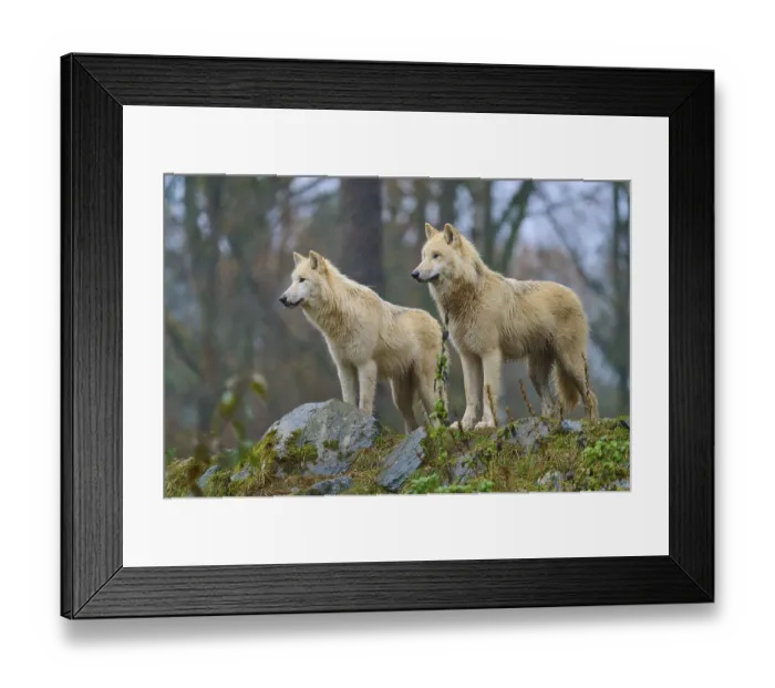Framed Print : Two wolves standing in the rain on rocky ground in a misty and autumnal forest scenery Framed Print : Two wolves standing in the rain on rocky ground in a misty and autumnal forest scenery