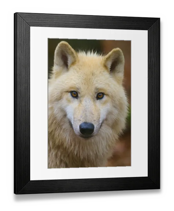 Framed Print : Close-up of a wolf face with penetrating eyes and soft fur