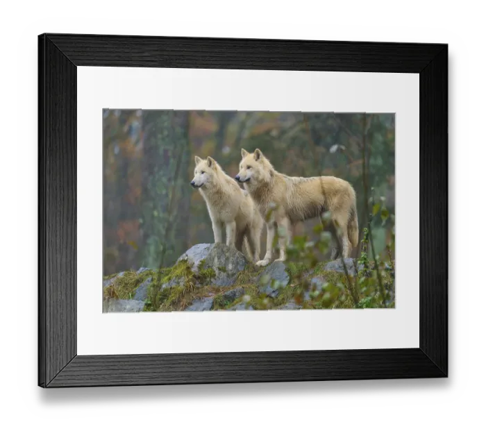 Framed Print : Two wolves standing attentively in the rain on rocks in an autumnal forest