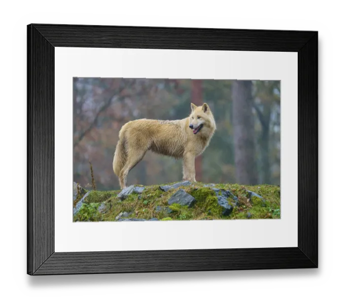 Framed Print : A wolf poses in the rain on a rock covered with moss
